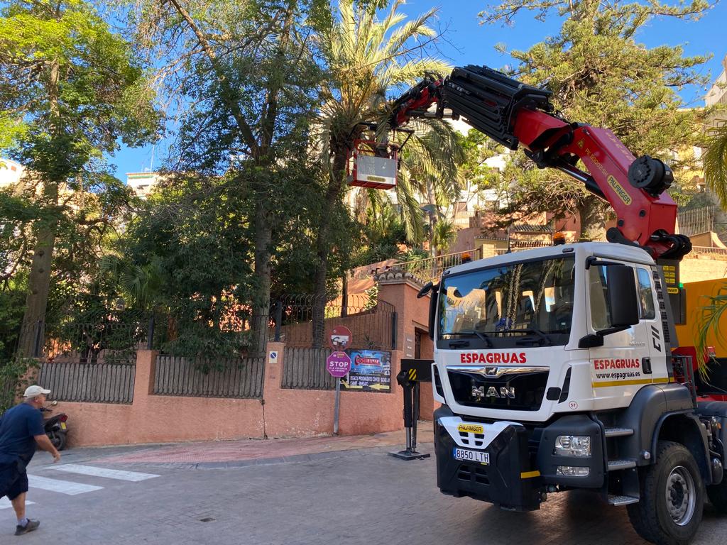 El Ayuntamiento de Almuñécar retira las ramas dañadas en la araucaria de la plaza de Marruecos.